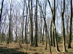 ���Ɍ��������������