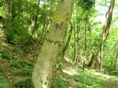 �����̓���H��