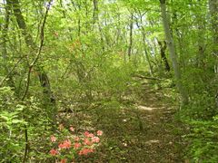 �c�c�W�̔�����