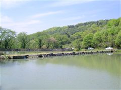 ���̐悪���ԏ�