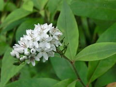 �I�J�g���m�I�@�z�K�x