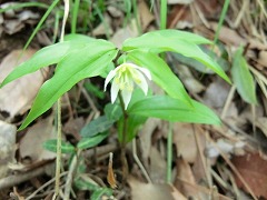 チゴユリ 諏訪岳