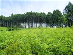 ���ؗ��̔���