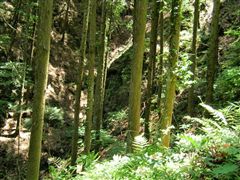 ���̗���Ă��Ȃ���