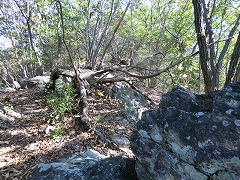 ��Ȍ������[�g�ƍ���