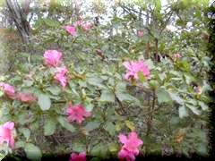 �G�ߊO��̃c�c�W