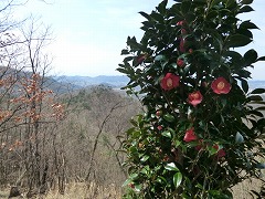 �c�o�L�̂��Ȃ��ɂł�ׂ��R