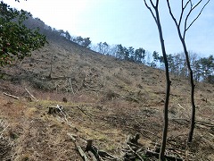 �R�Ύ��̐�