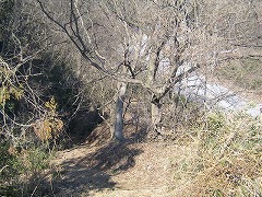 �R���֖߂�A�E�̖��R����