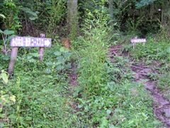 �R���̓o�R��