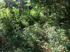 ���u���ۂ���