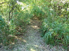 ����ɏ��