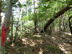 �E�ɉ��т����