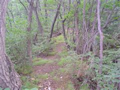 �ŏ��͔�����