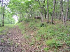 �V�����̎�