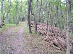 ���̘e�ɂ́A���̂��̌���