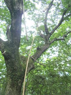 �Ղ�p�̏���