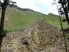 ���̂��ꂽ�R