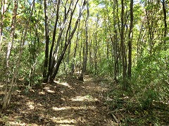 �ؗ��̒��̓o�R��