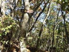 �R�߂̃s�[�N