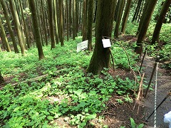 �J�b�R�E�\�E�ڐA�n