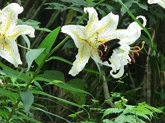 ���}�����ƃ����L�A�Q�n