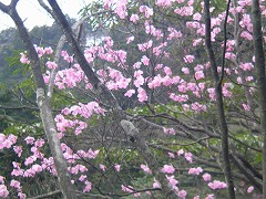 �A�J���V�I�����ς�