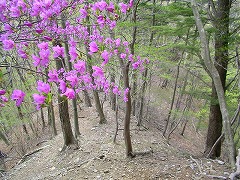 �R���̃~�c�o�c�c�W