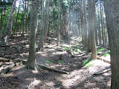 �Ԕ����ꂽ�O�̉�����铹