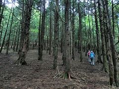 �ъԂ̖��H�H