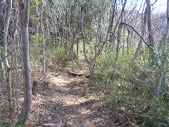 ���q�R����̉���