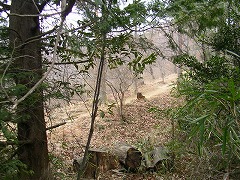 吾妻山への遊歩道