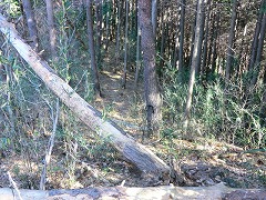 �|�؂̔�����