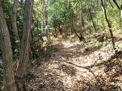 ���R�ώ@�̐X��