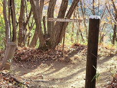 ���R�ώ@�̐X