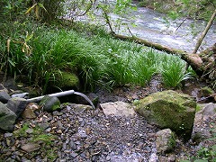 ���ė��̐�