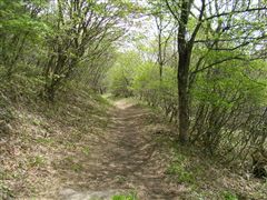 棚上十字路へ林の中を行く