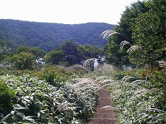 ススキの先に長七郎山