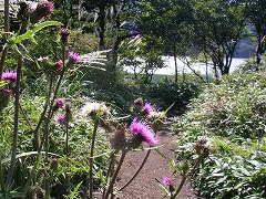 ノアザミの先に小沼