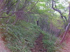 茶ノ木畑峠への道