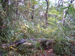 �R�����牺��