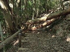 �V�����̓|��