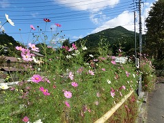 �����ɍ炭�R�X���X