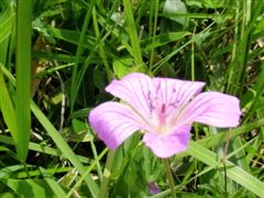 �n�N�T���t�E��