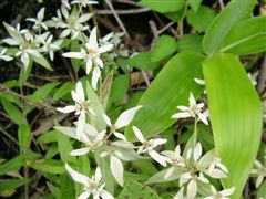 �E�X���L�\�E