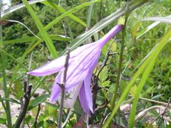 �R�o�M�{�E�V