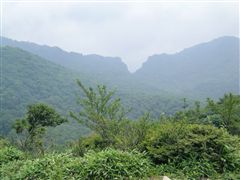 ���q�̉���