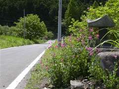 ���H�̐悪�r�_�R