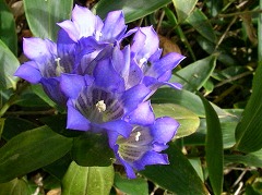 ���ǂ��̉�