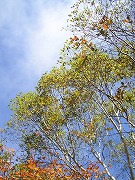 �g�t�̃V���J�o�A����E�E�E